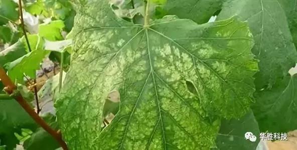 農(nóng)業(yè)種植如何區(qū)分肥害與藥害
