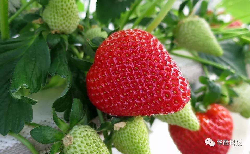 溫室草莓底肥如何實(shí)施？